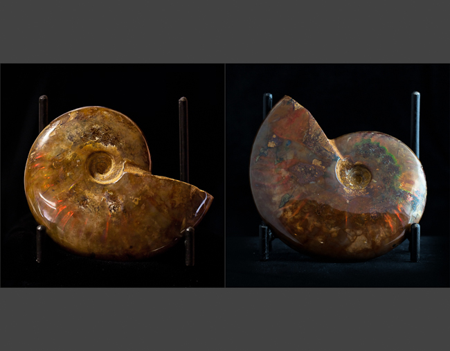 Ammonite fossil with fire red ammolite. Madagascar 