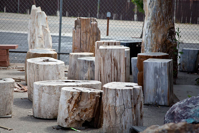 Assorted petrified pedestals and petrified free form pieces.  Indonesia
